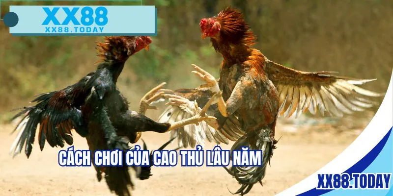 Cách chơi của cao thủ lâu năm
